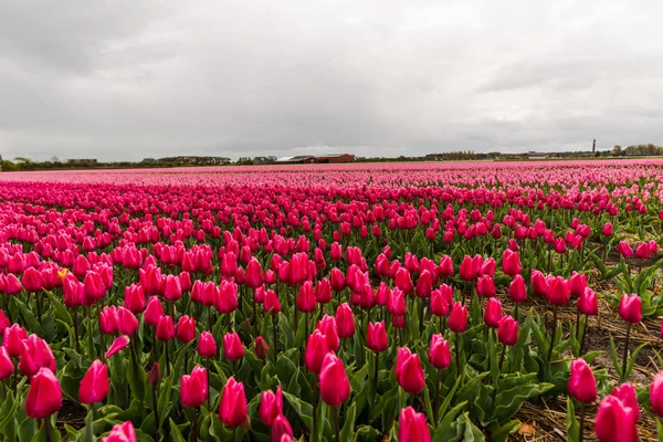 Coltivare Freschi Fiori Tulipani Primaverili Keukenhof Garden Europe — Foto Stock