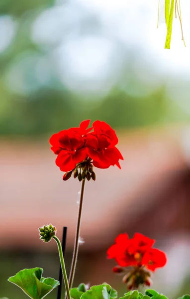 ぼやけた自然の背景に花の詳細ビュー — ストック写真