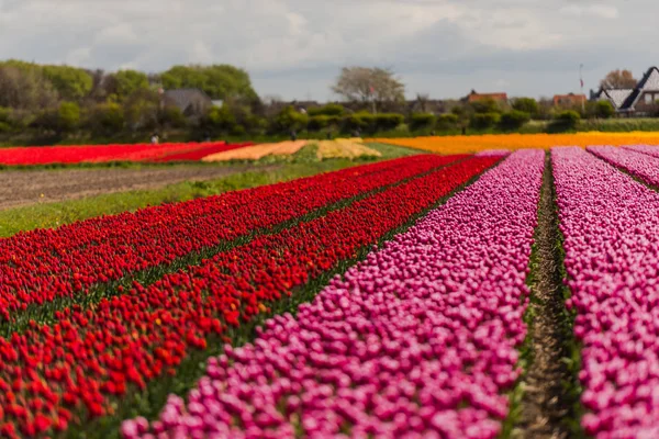 Verse Groeiende Bloemen Van Tulpen Veld Weide — Stockfoto