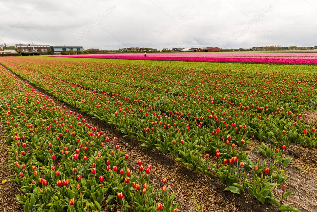 growing fresh spring tulips flowers, Keukenhof Garden of Europe