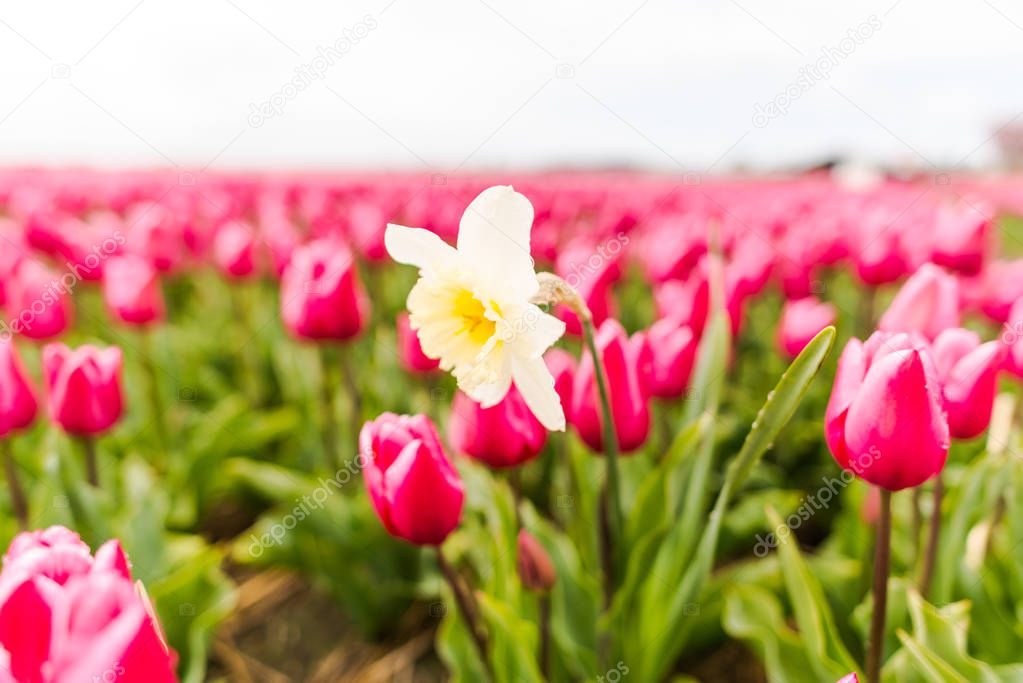 pink tulips flowers in field and yellow Narcissus poeticus