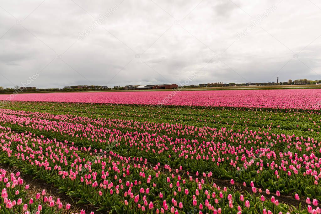 growing fresh spring tulips flowers, Keukenhof Garden of Europe