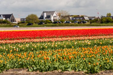 Lale çiçek alan çiftlik çiftlik manzara içinde büyüyen 