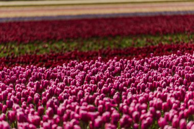 taze büyüyen Lale çiçek alan çayırda