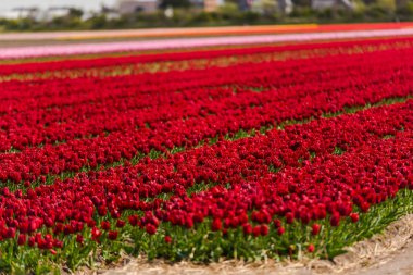 kırmızı lale çiçek alan, Keukenhof Bahçe Avrupa'nın büyüyen