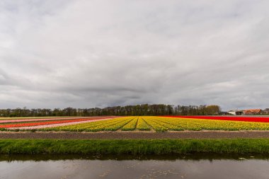 Kırsal, Hollanda parlak lale çiçekler Bahçe tarlası.