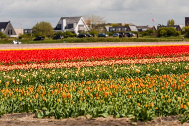 Lale çiçek alan çiftlik çiftlik manzara içinde büyüyen 
