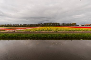 Kırsal, Hollanda parlak lale çiçekler Bahçe tarlası.