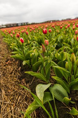 tarlada büyüyen taze bahar lale çiçekler 