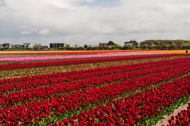 kırmızı lale çiçek alan, Keukenhof Bahçe Avrupa'nın büyüyen