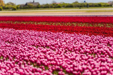 taze büyüyen Lale çiçek alan çayırda
