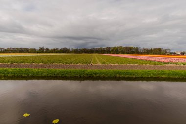 Kırsal, Hollanda parlak lale çiçekler Bahçe tarlası.