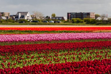 Lale çiçek alan, Keukenhof Bahçe Avrupa'nın büyüyen