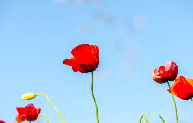 Bulanık doğal arka plandaki çiçeklerin ayrıntılı görünümü