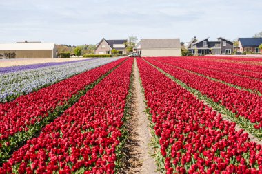 kırmızı lale çiçek alan, Keukenhof Bahçe Avrupa'nın büyüyen