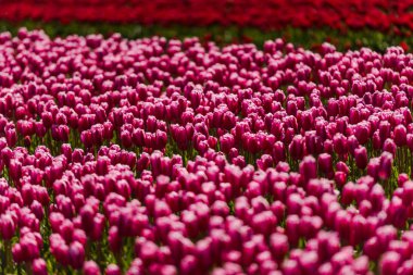 tarlada taze bahar lale çiçekler büyüyen pembe 