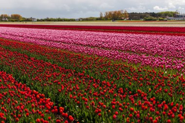 Lale çiçek alan, Keukenhof Bahçe Avrupa'nın büyüyen
