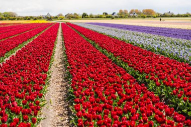 Lale çiçek alan, Keukenhof Bahçe Avrupa'nın büyüyen