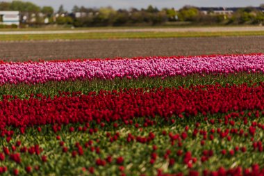 Lale çiçek alan, Keukenhof Bahçe Avrupa'nın büyüyen