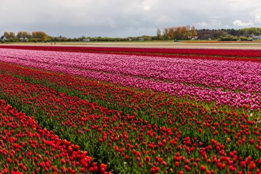 Lale çiçek alan, Keukenhof Bahçe Avrupa'nın büyüyen