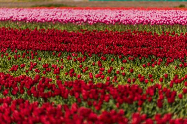 Lale çiçek alan, Keukenhof Bahçe Avrupa'nın büyüyen
