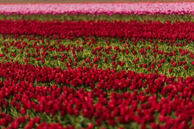 Lale çiçek alan, Keukenhof Bahçe Avrupa'nın büyüyen