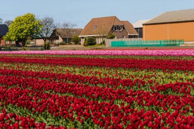 Lale çiçek alan, Keukenhof Bahçe Avrupa'nın büyüyen
