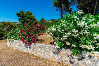 Yunanistan sahilinde düzenli çiçekler