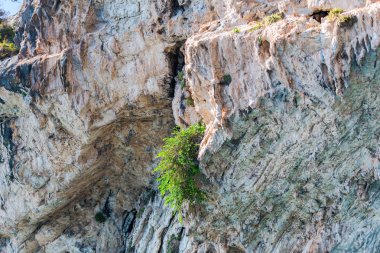 Cliff ayrıntıları, doğal arka plan closeup.