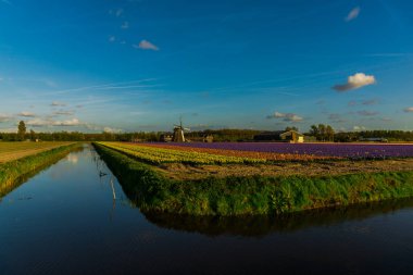Bahar Nehri yakınında çiçeklerin renkli çiçek açan alanları