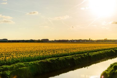 Bahar Nehri yakınında çiçeklerin renkli çiçek açan alanları