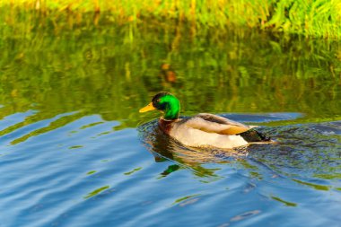 Nehirde yüzen yaban ördeğinin yakın görünümü.