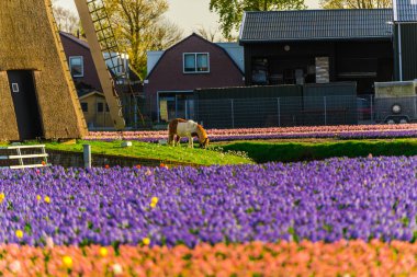 Renkli çiçek açan çiçekler ilkbaharda yel değirmeni