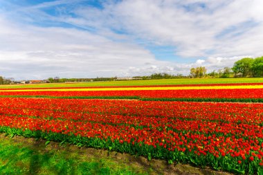 Lale çiçek alan çayır çiftlik çiftlik, ağaçlar ve gündüz içinde büyüyen kırmızı 