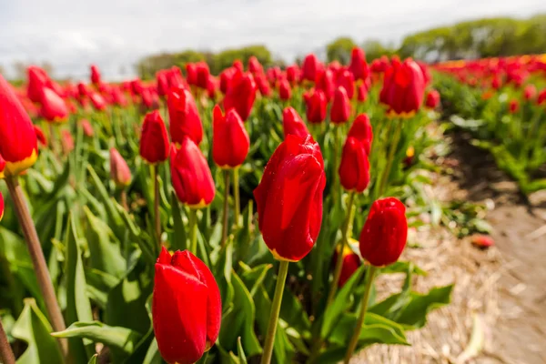 Tulipani Luminosi Piantagione Fiori Giardino Campagna Paesi Bassi — Foto Stock