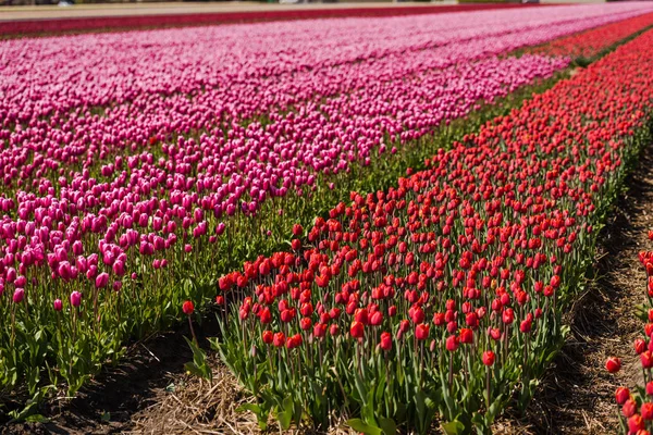 Frisch Wachsende Tulpen Blühen Auf Der Wiese — Stockfoto