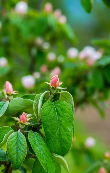 Detalhe Vista Flores Sobre Fundo Natural Desfocado — Fotografia de Stock