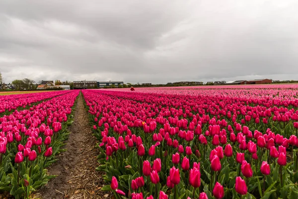 Coltivare Freschi Fiori Tulipani Primaverili Keukenhof Garden Europe — Foto Stock