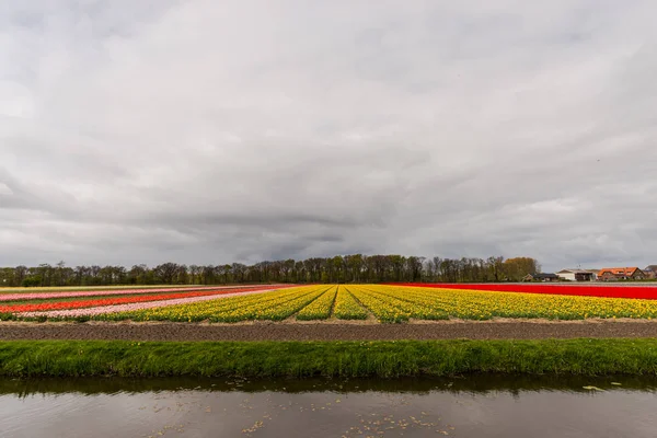 Ljusa Tulpaner Blommor Trädgård Plantage Landsbygden Nederländerna — Stockfoto