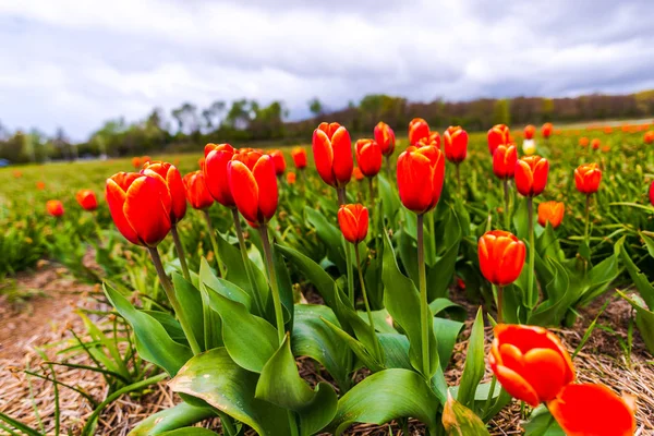 Coltivare Freschi Fiori Tulipani Primaverili Keukenhof Garden Europe — Foto Stock