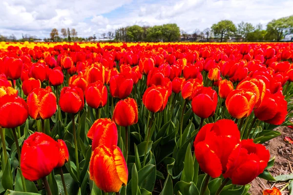 Kweken Van Verse Lentebloemen Tulpen Keukenhof Tuin Van Europa — Stockfoto