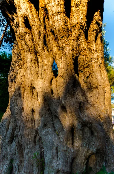 Oude Olijfboom Tuin Griekenland — Stockfoto