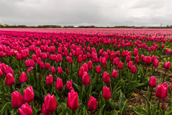 Crescente Fresco Primavera Tulipas Flores Keukenhof Jardim Europa — Fotografia de Stock