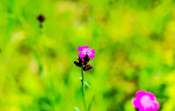 Bulanık Doğal Arka Plandaki Çiçeklerin Ayrıntılı Görünümü — Stok fotoğraf