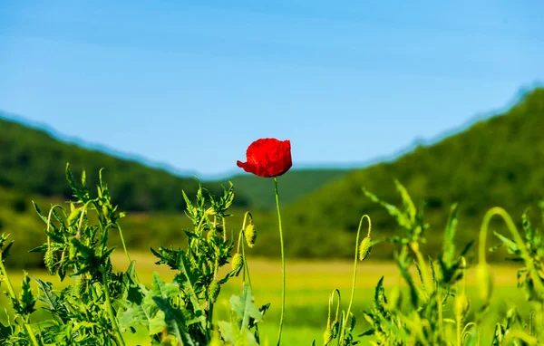 Detalhe Vista Flores Sobre Fundo Natural Desfocado — Fotografia de Stock