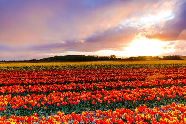 Helle Tulpen Blumen Garten Plantage Der Landschaft Niederlande — Stockfoto