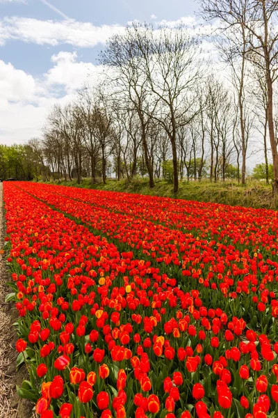 Frische Frühlingstulpen Blühen Keukenhof Garten Europas — Stockfoto