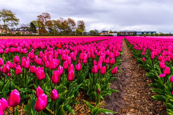 Coltivare Freschi Fiori Tulipani Primaverili Keukenhof Garden Europe — Foto Stock