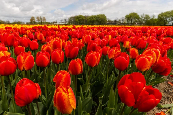 Stále Čerstvé Jarní Květiny Tulipány Keukenhof Zahrady Evropy — Stock fotografie