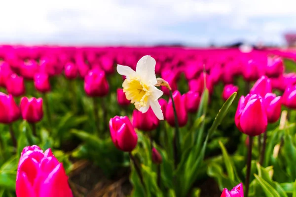 Tulipani Rosa Fiori Campo Giallo Narciso Poeticus — Foto Stock